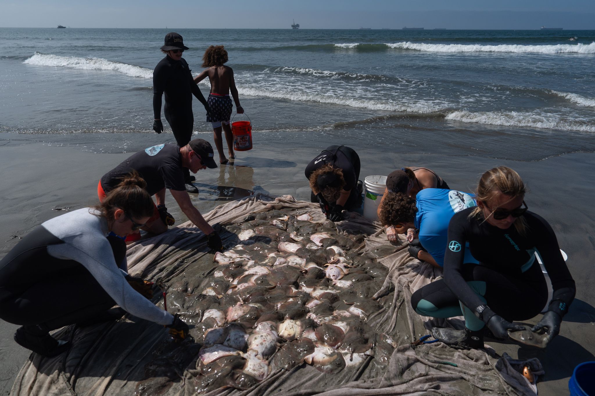 Stingray lashings up as marine heat wave off Southern California draws more to shore By AMY TAXIN , Associated Press Updated Aug 13, 2026 12:08 a.m.