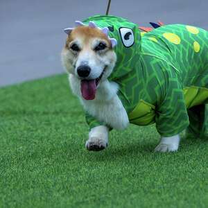 corgi races with professional canine runners wearing colorful jerseys