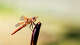 Why 'unusually large' swarms of dragonflies are everywhere in the Bay Area