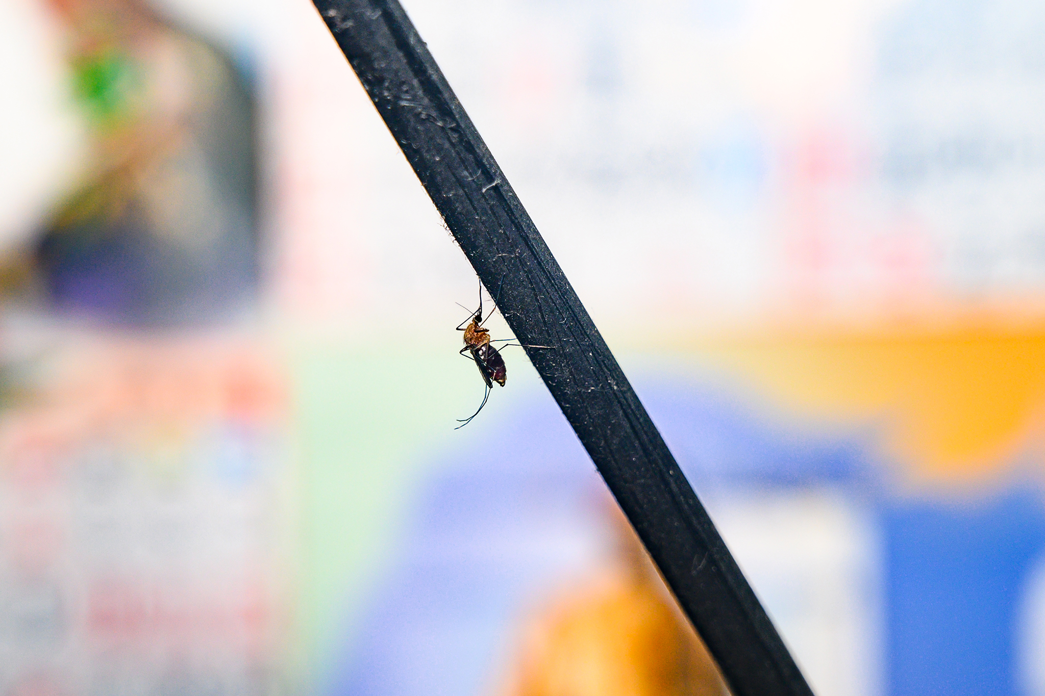 3 deaths linked to West Nile disease in California as cases rise - sfgate.com