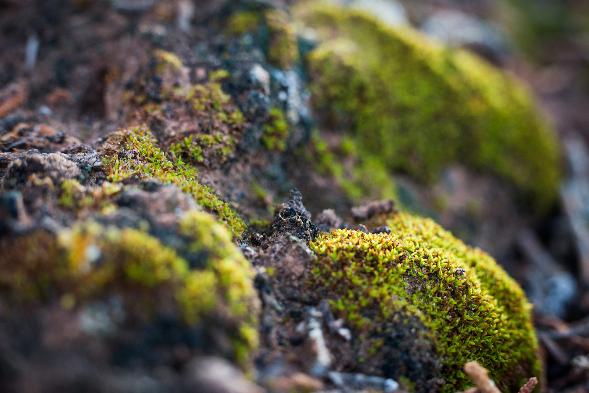 The hidden life keeping the southwest's deserts alive