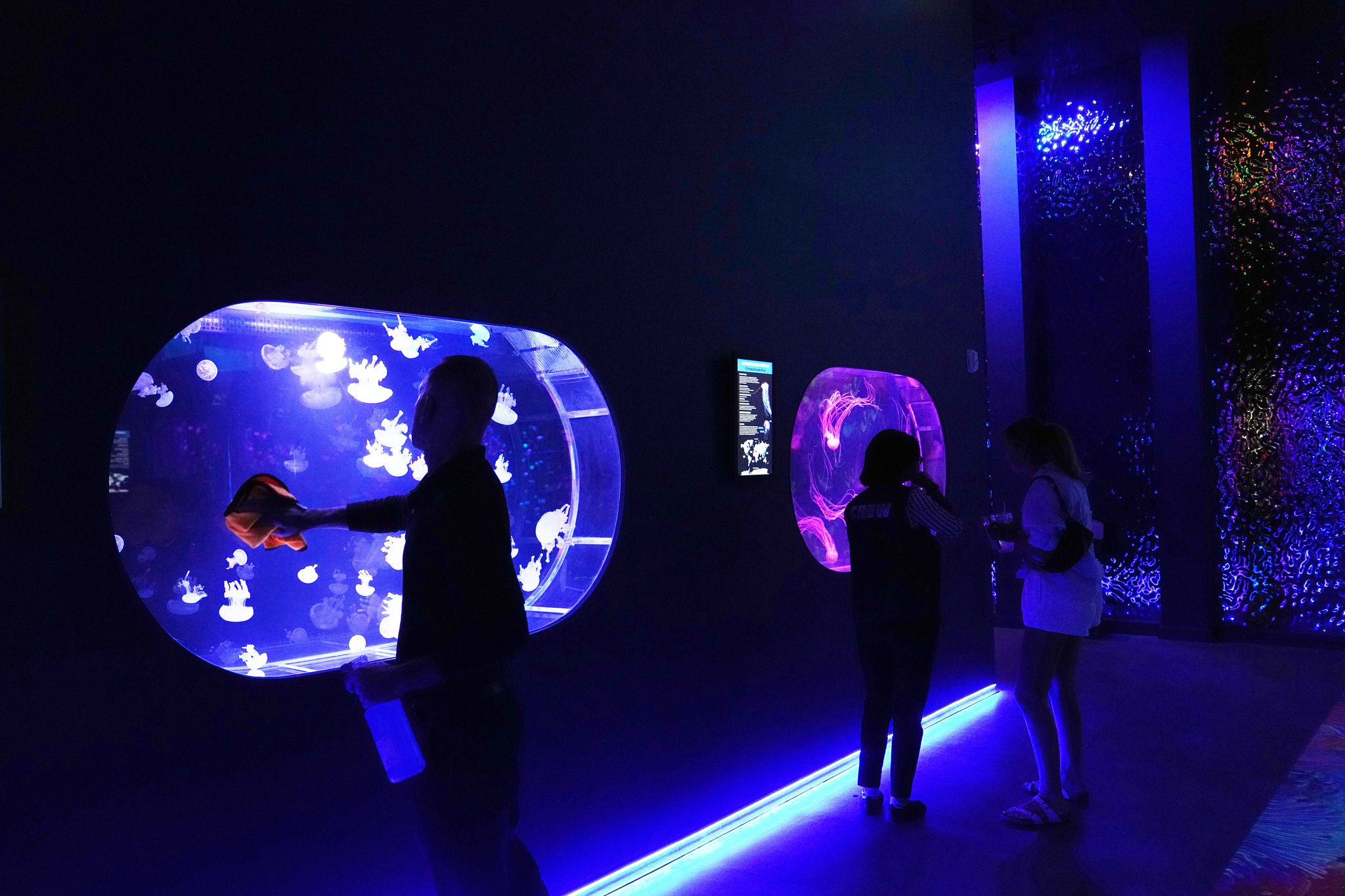 Mesmerizing jellyfish take center stage at first-of-its-kind museum