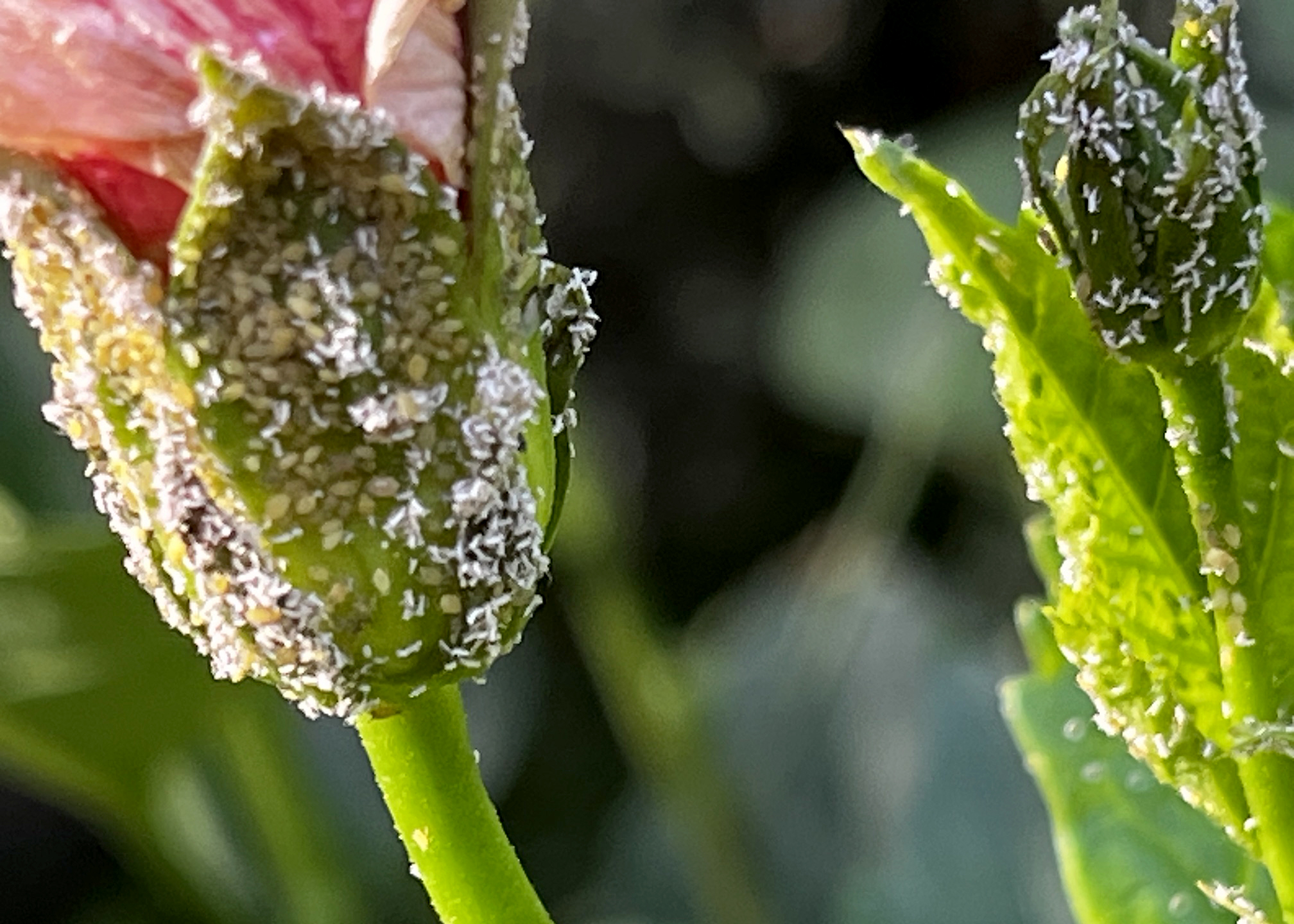 Move red yuccas, treat whiteflies, help wisteria bloom
