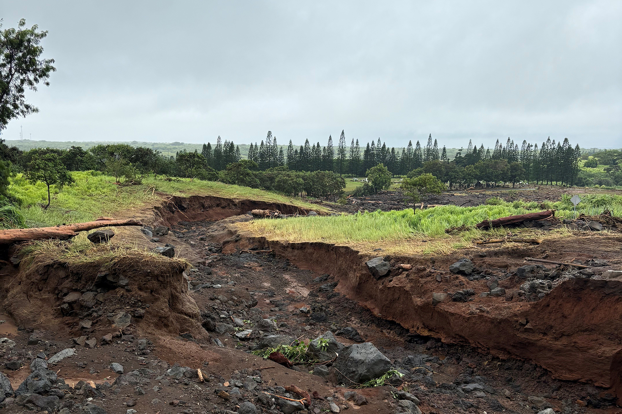 sfgate.com - Christine Hitt - Hawaii coffee farms were heavily damaged by Hurricane Lala
