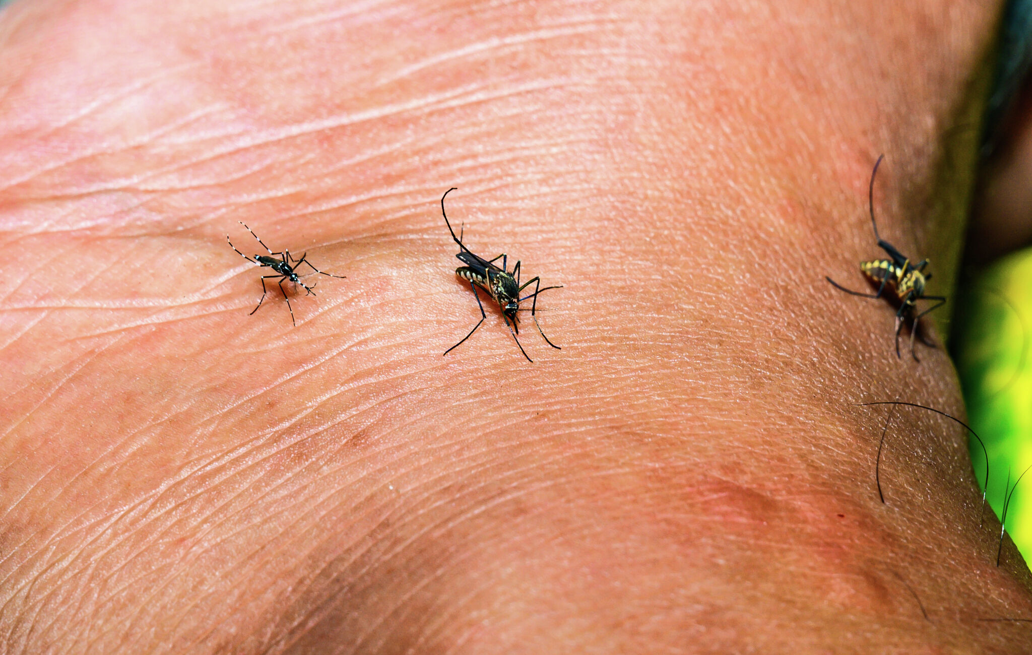 Travis County reports first human case of West Nile virus in 2026