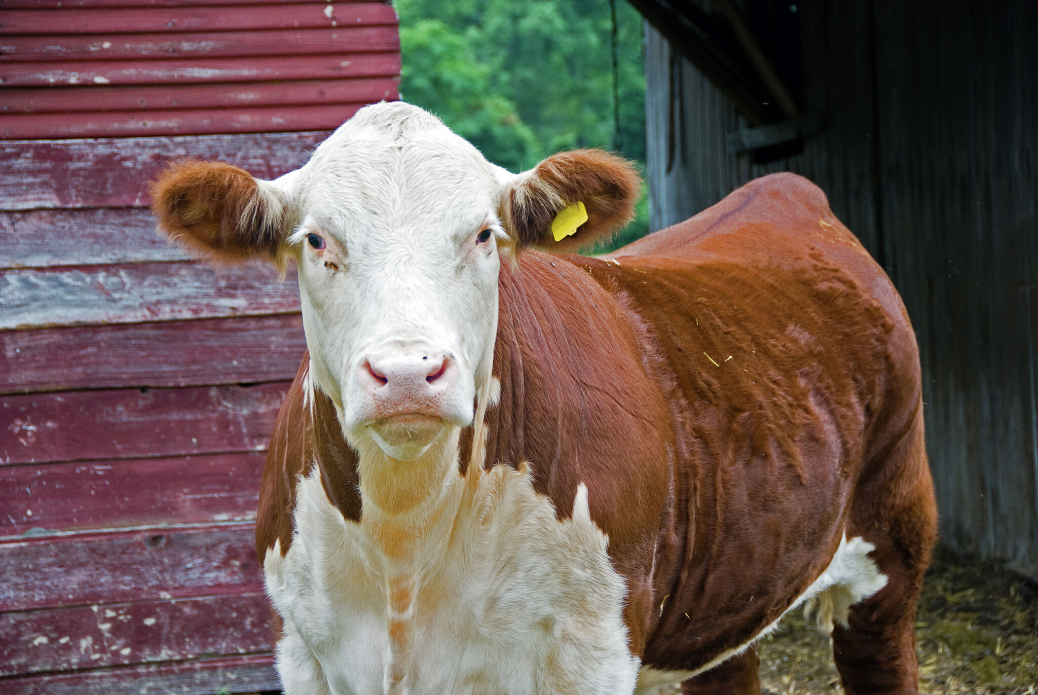 Top state fair exhibitors highlight of championship sale