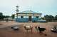 Goats roam near cooking pots at the village of In N'dali, northern Benin, Sunday, May. 17, 2026.