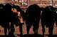 Calves stand in pens before an inspection for export to the United States at a regional cattle ranchers association in Hermosillo, Mexico, Tuesday, Aug. 18, 2026, ahead of the reopening of the U.S. border to Mexican cattle imports.