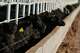 Calves feed prior to inspection for export to the United States at a regional cattle ranchers association in Hermosillo, Mexico, Tuesday, Aug. 18, 2026, ahead of the reopening of the U.S. border to Mexican cattle imports.