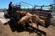 A rancher unloads calves at the pens of the regional cattle ranchers association ahead of the announced reopening of the U.S. border to Mexican cattle imports, in Hermosillo, Mexico, Monday, Aug. 17, 2026.