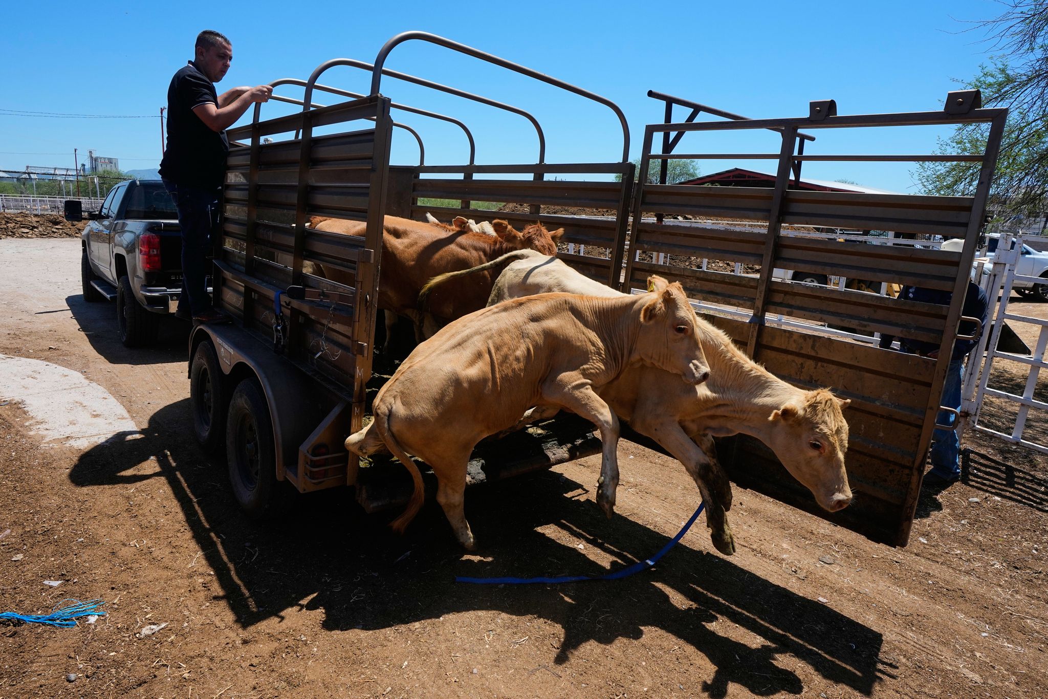 Mexico resumes limited cattle exports to US after screwworm pause ...