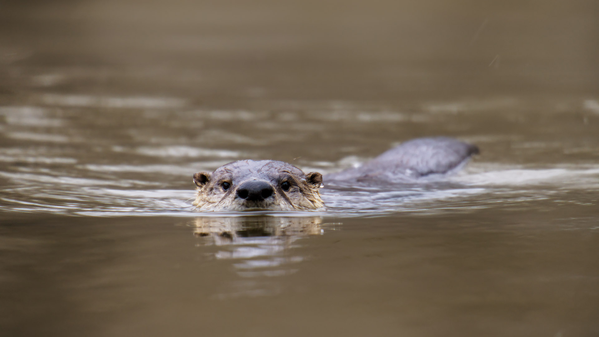 Texas otters are back — and stealing the show in 'Deep in the Heart 2"