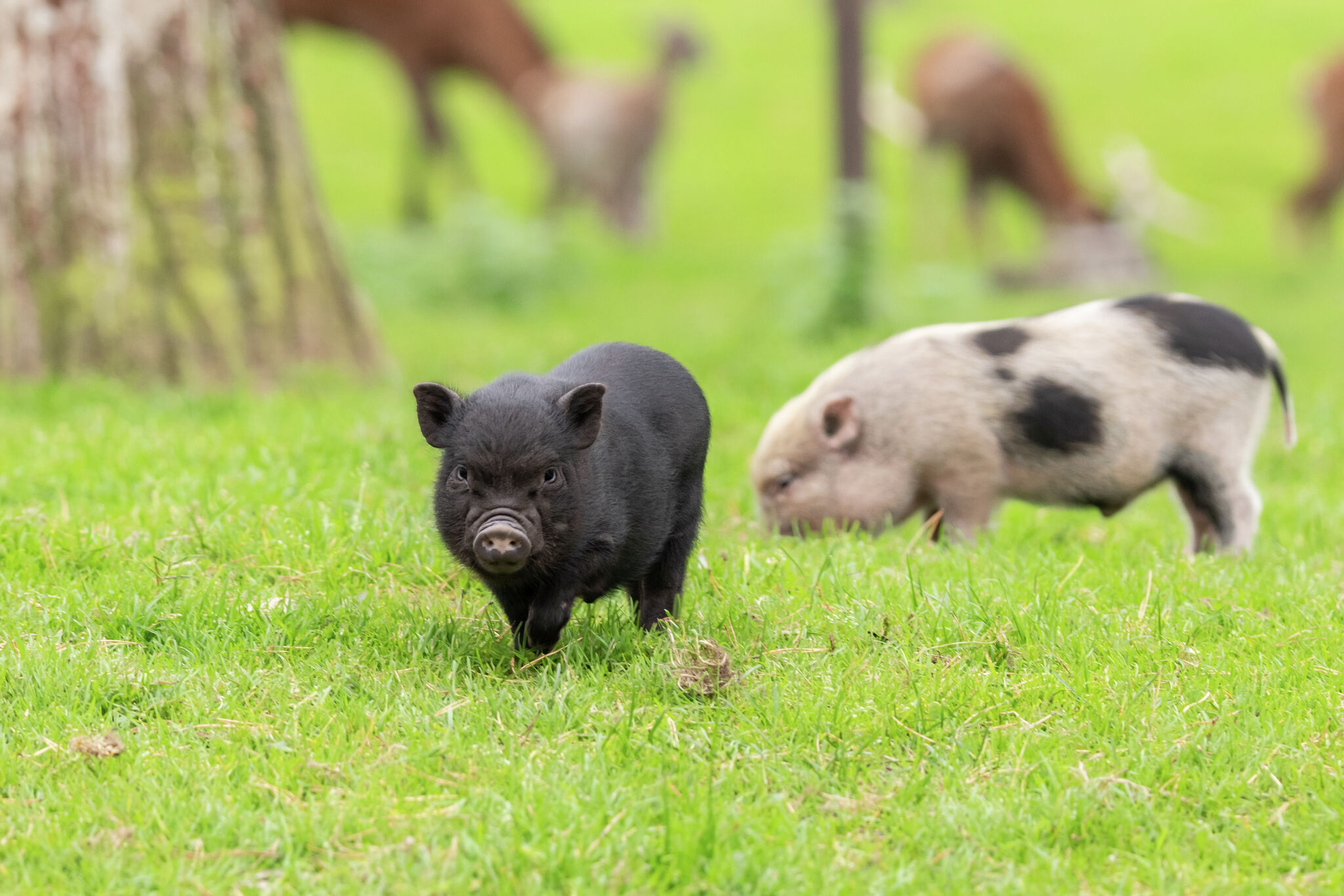 Can you have a potbelly pig as a pet? What one Texas law says