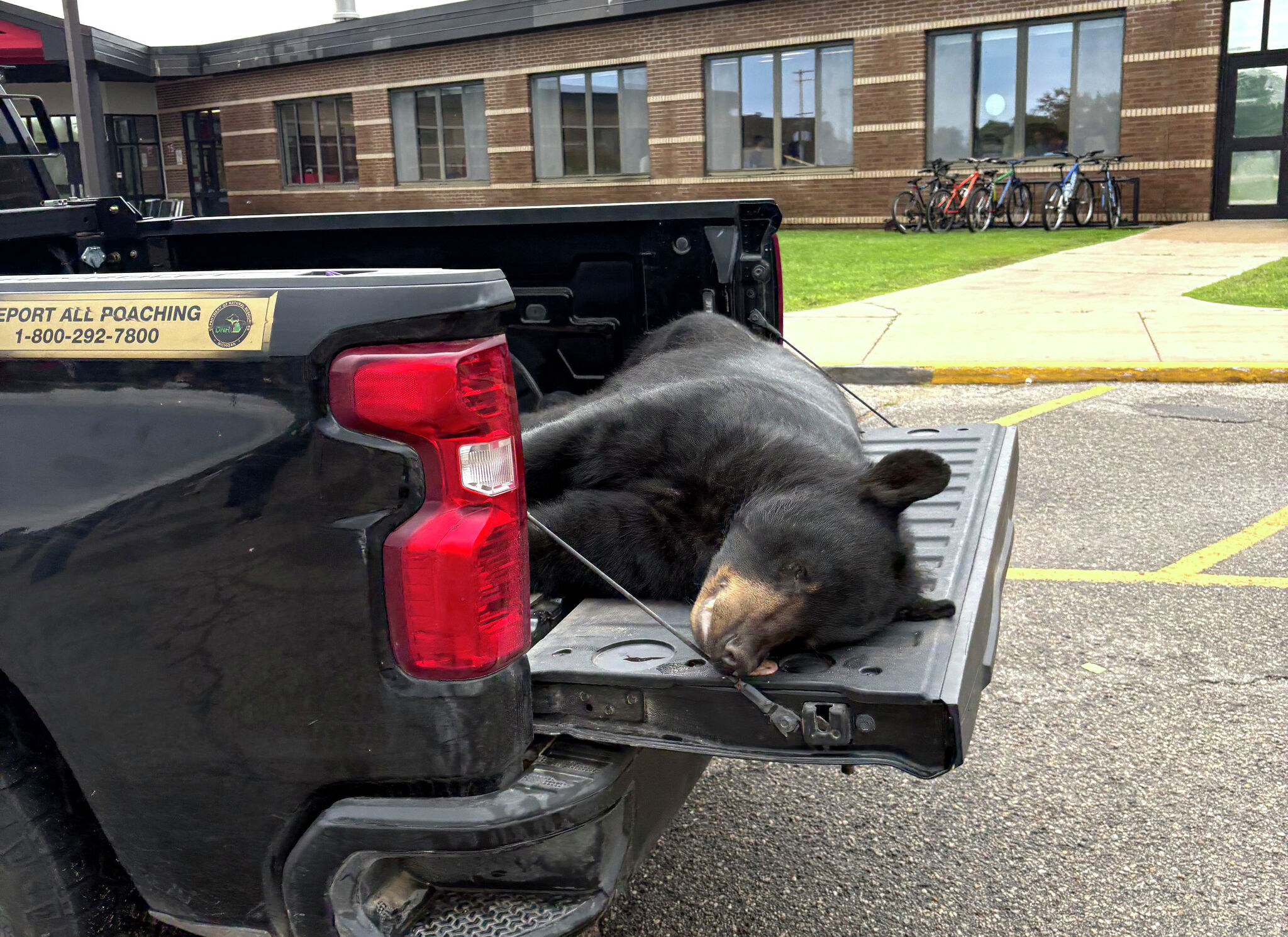 Dead black bear becomes wildlife lesson for Reed City students
