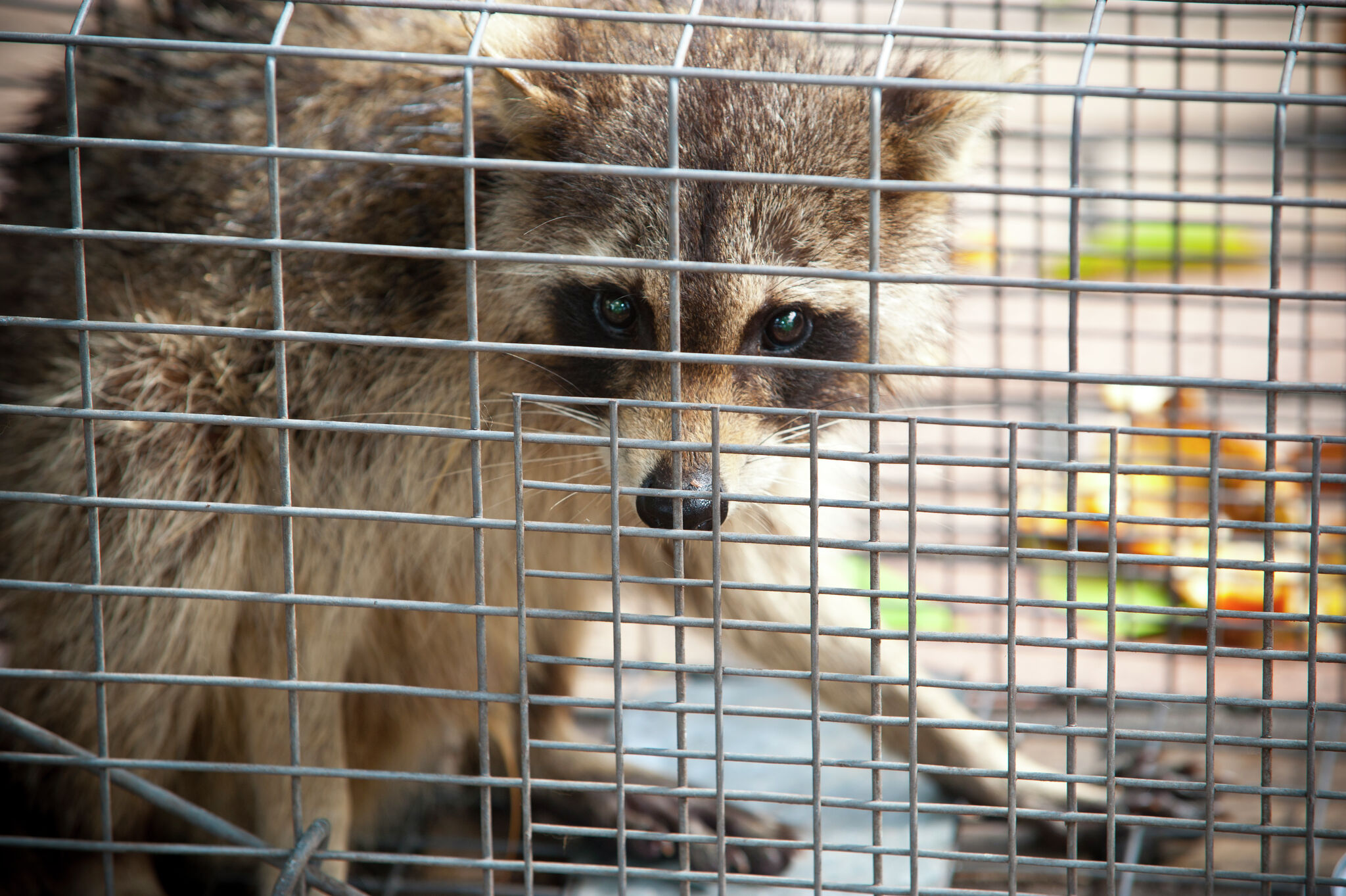 Texas Police Issue Rabid Raccoon Warning for Families