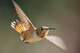 Hummingbirds will make their way to the Lone Star State this winter. (Photo by Ronen Tivony/NurPhoto via Getty Images)
