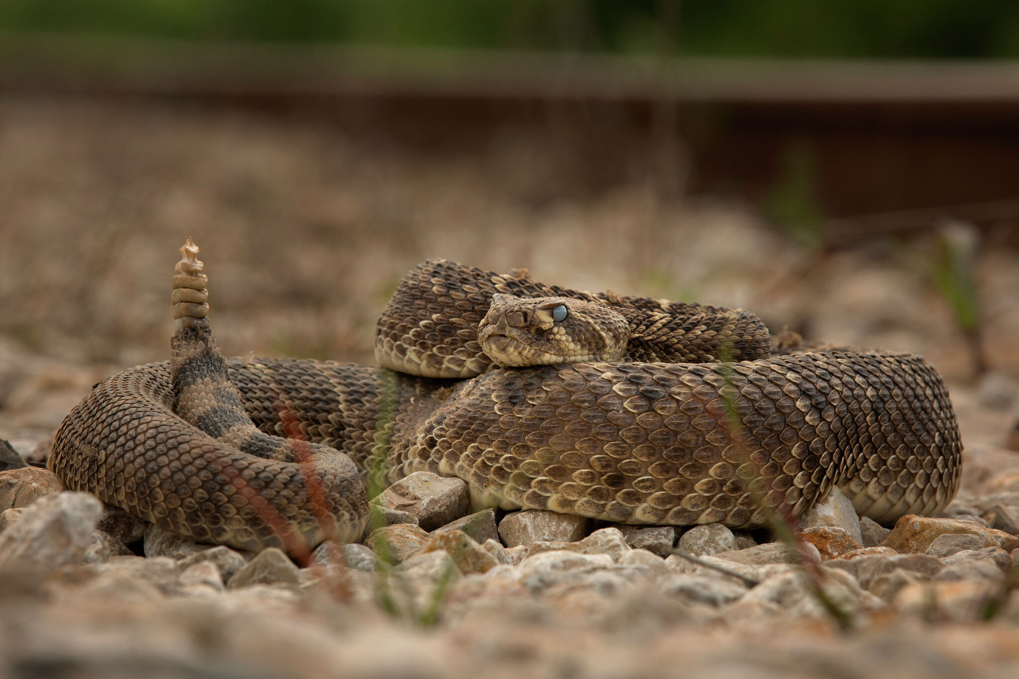 Rattlesnake warning issued before Texas high school football game