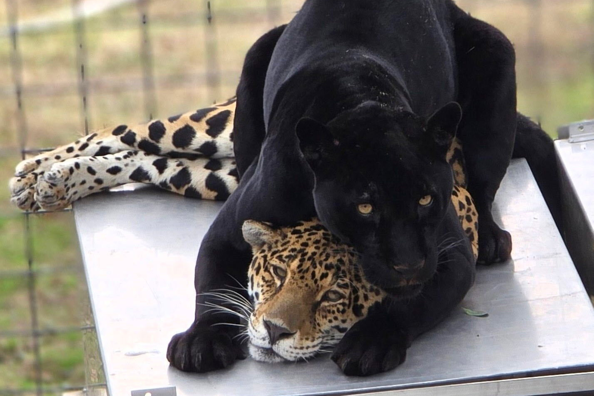 Jaguar dies from rattlesnake bite in first for Calif. cat sanctuary