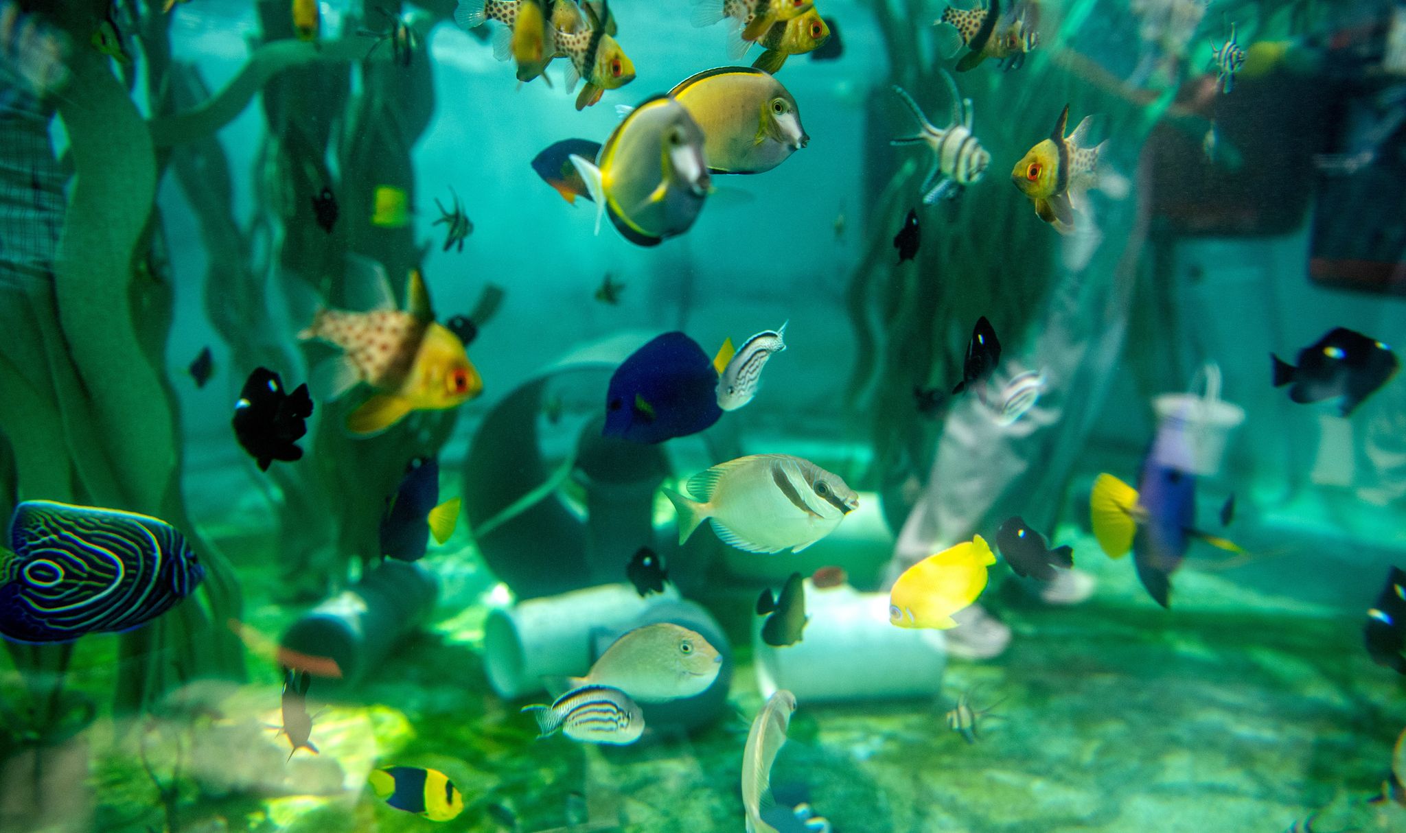How the Aquarium of the Pacific scrambled to save hundreds of sea creatures after 2 smuggling busts