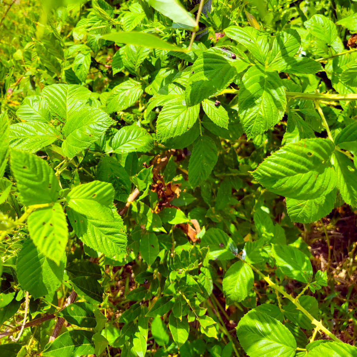 Texas gardening tips: Control azalea pests, prune roses