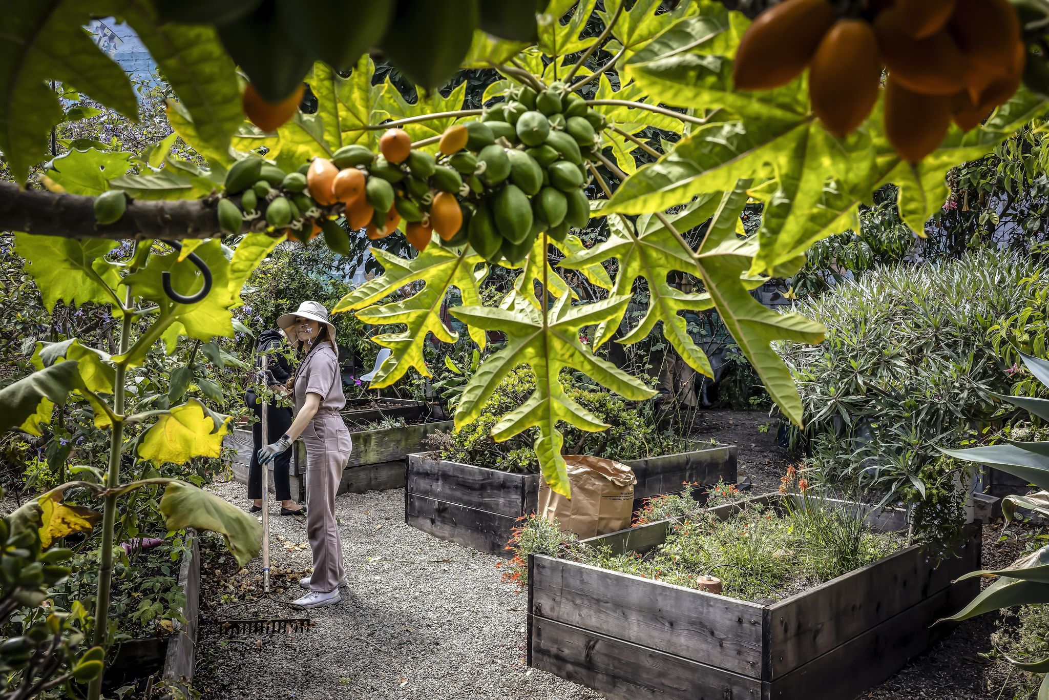 S.F.'s Community Gardens program, an oasis of calm, marks 20 years of growth
