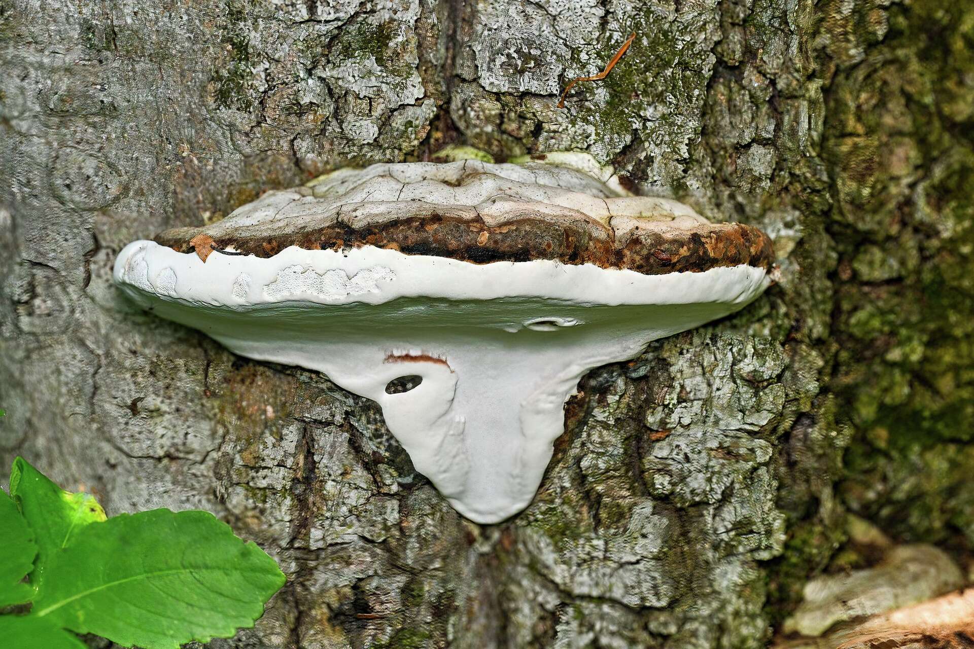 Photos: Beneath the surface: A hidden world of fungi
