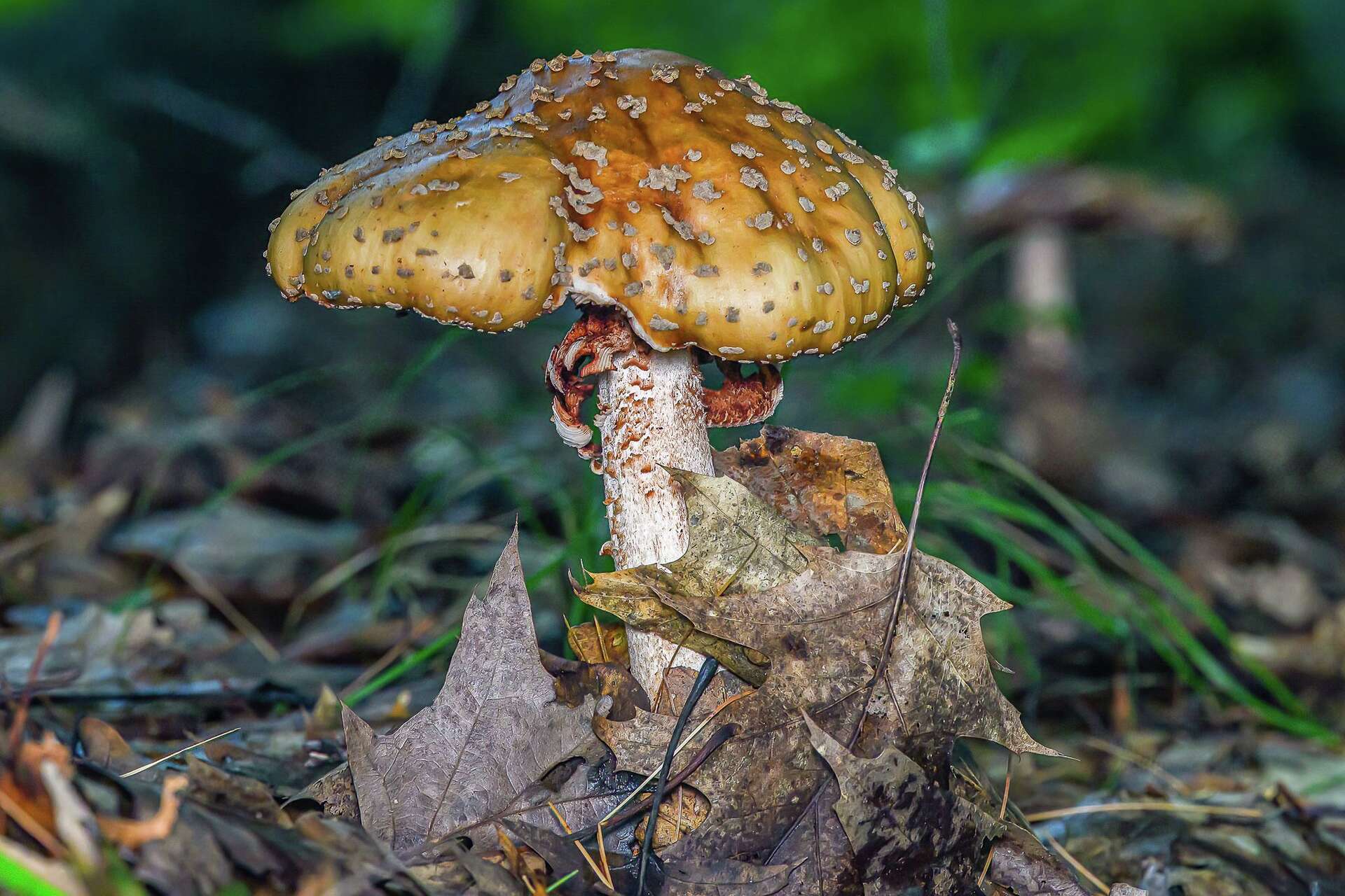 Photos: Beneath the surface: A hidden world of fungi