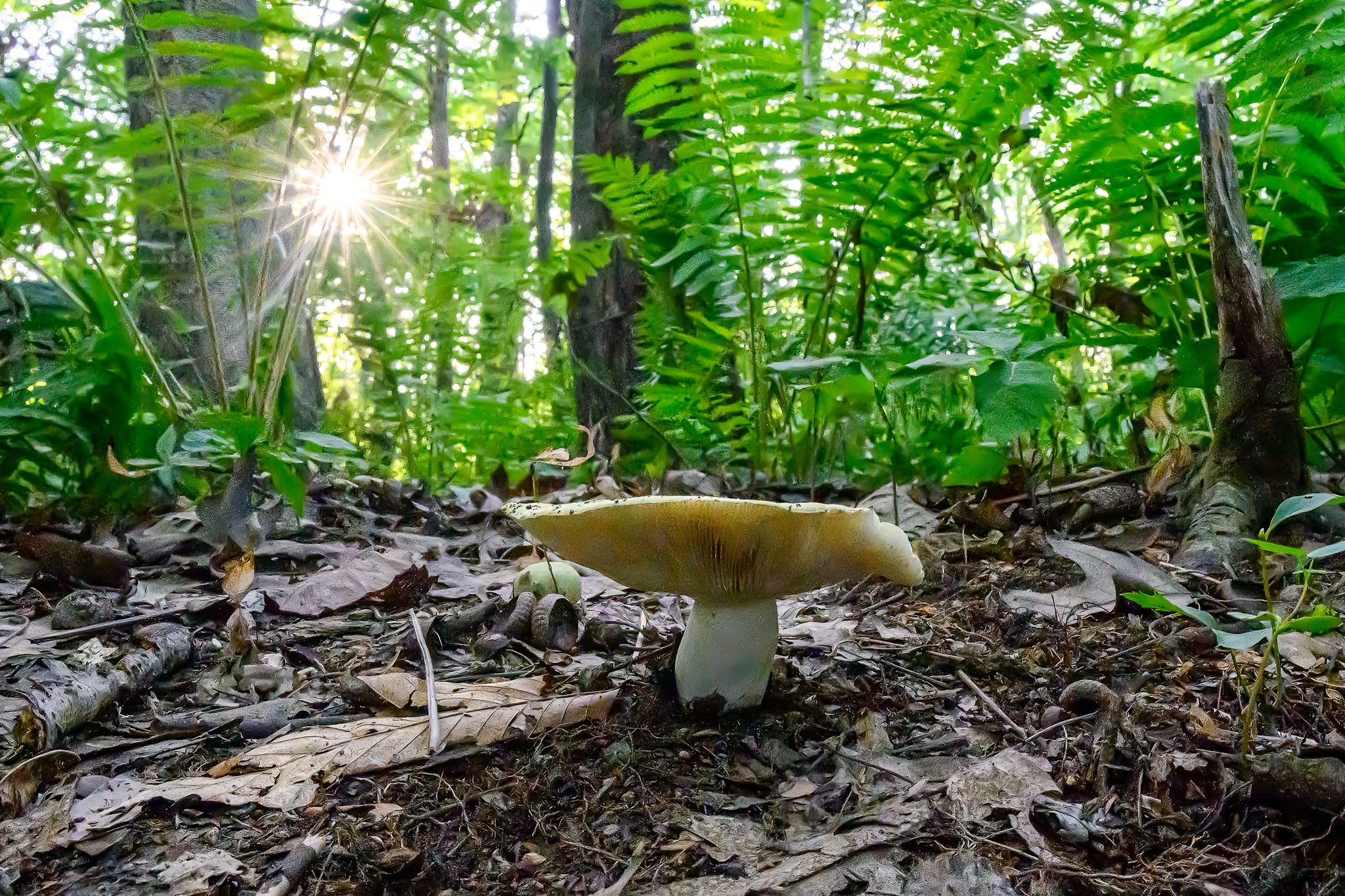 Photos: Beneath the surface: A hidden world of fungi