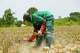 A worker plants pineapple seedlings at Djoda Farm in Matourkou, near Bobo-Dioulasso, Burkina Faso, Thursday, May 7, 2026.