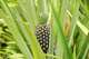 A pineapple grows on Djoda Farm in Matourkou, near Bobo-Dioulasso, Burkina Faso, Thursday, May 7, 2026.
