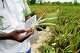 Farmer Oumarou Compaoré holds a pineapple seedling that will be used in the next planting season at Djoda Farm in Matourkou, near Bobo-Dioulasso, Burkina Faso, Thursday, May 7, 2026.