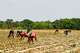 Workers plant pineapple seedlings at Djoda Farm in Matourkou, near Bobo-Dioulasso, Burkina Faso, Thursday, May 7, 2026.