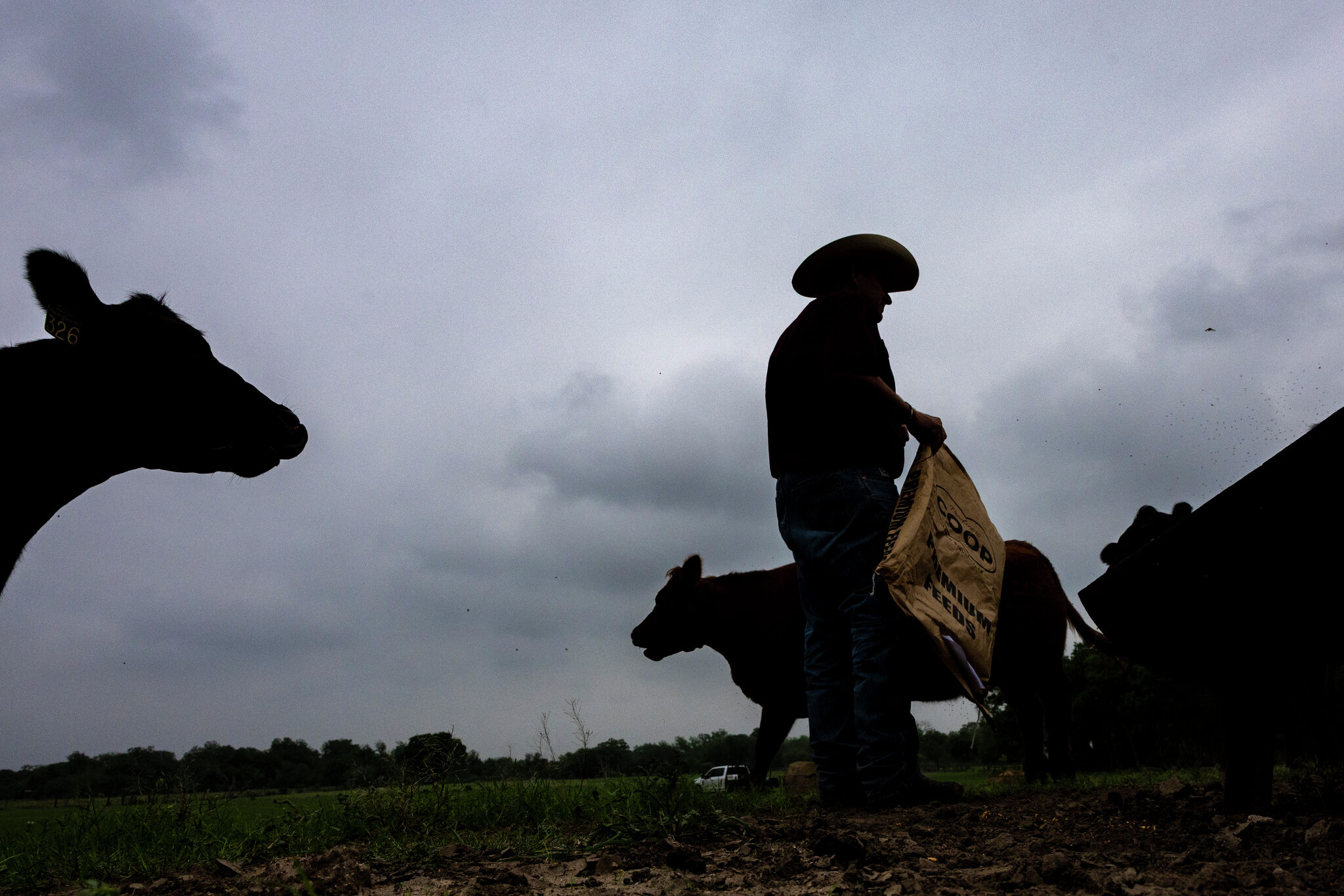 Livestock producers warn of ‘chilling effect’ of ICE crackdown on industry and costs for consumers