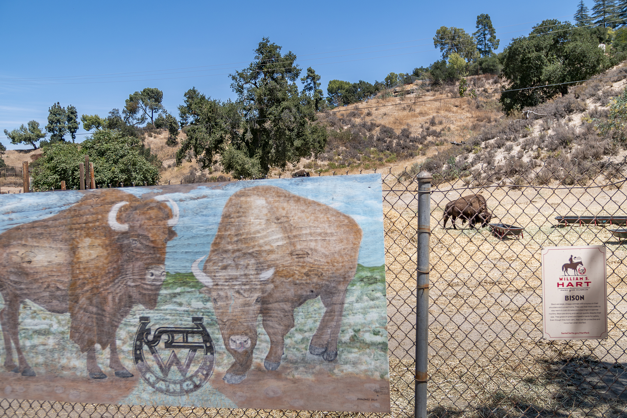 Walt Disney gifted Newhall a herd of bison. They're still roaming today.