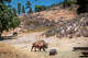 Walt Disney gifted Newhall a herd of bison. They're still roaming today.