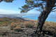 Rare, critically endangered trees wiped out by fire on Santa Rosa Island