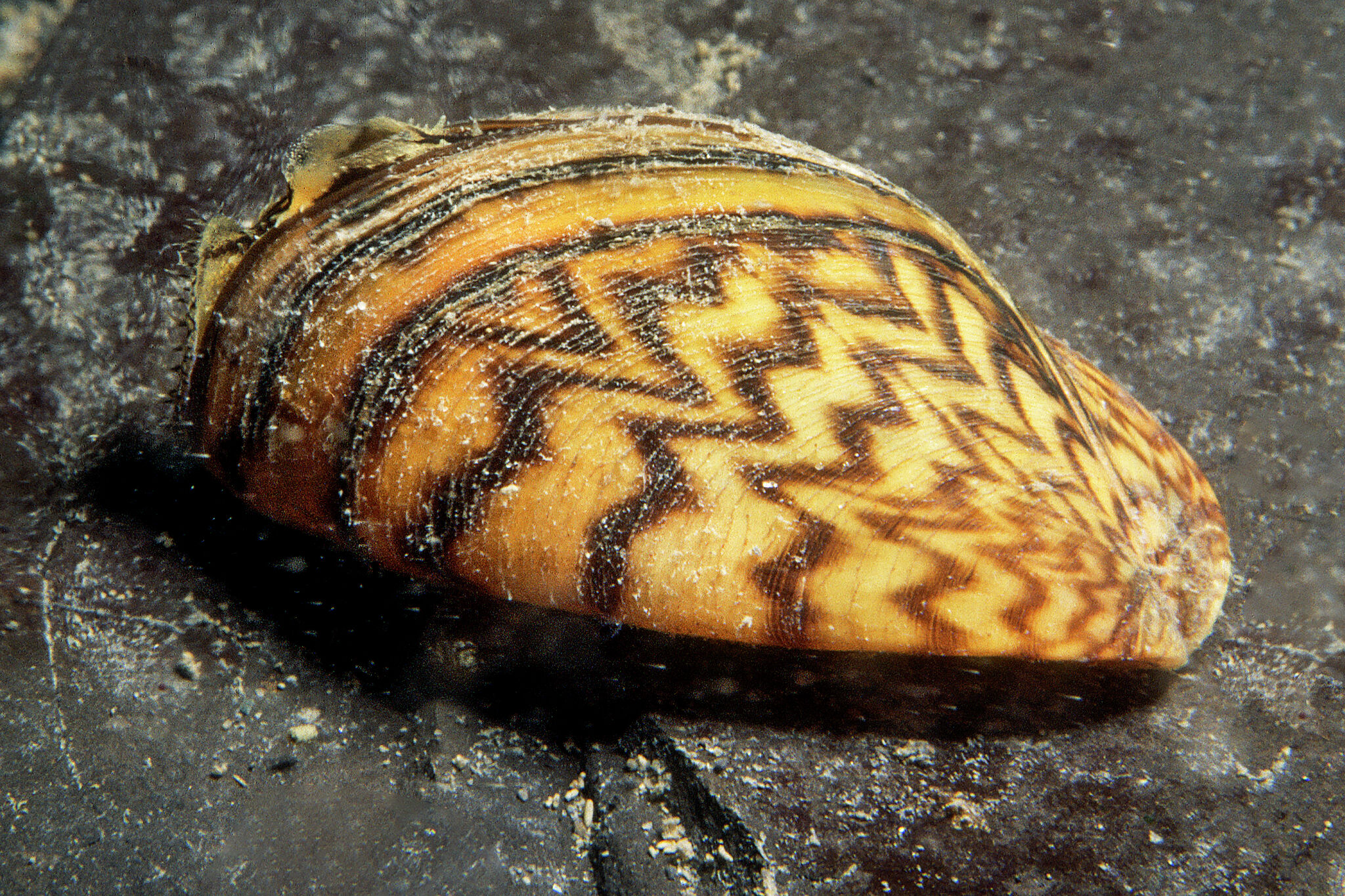 Fort Phantom Hill Lake declared fully infested with zebra mussels