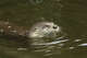 Experts say otter attack in Tahoe was 'an extremely uncommon event'