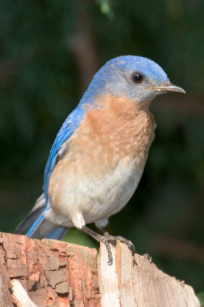 EASTERN BLUEBIRD  The Texas Breeding Bird Atlas