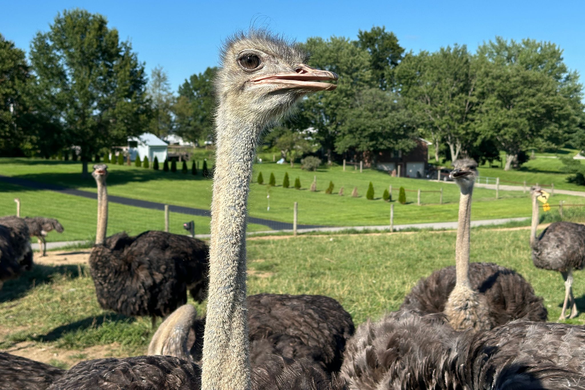 chron.com - DYLAN LOVAN - A Kentucky man with a meat allergy was craving a burger. So he got into ostrich farming