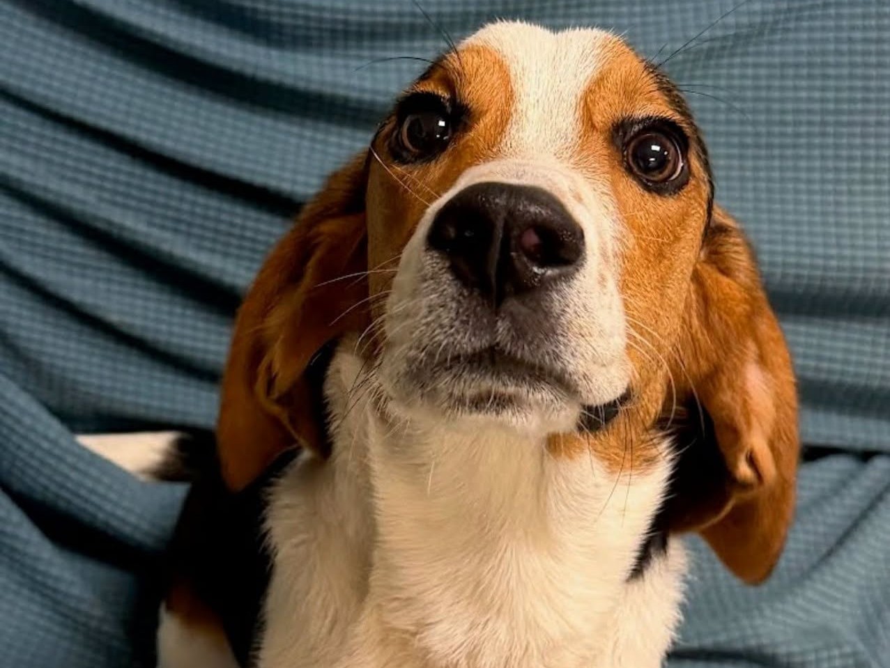 $5,000 reward offered after abandoned beagle found on Connecticut street