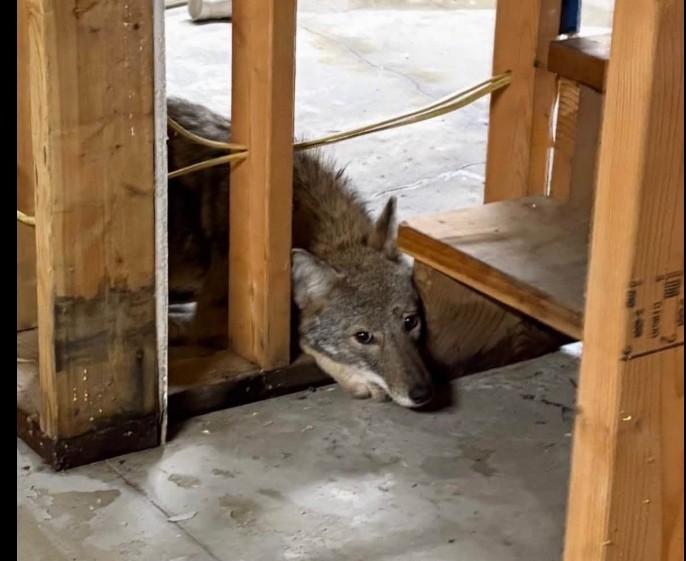 Coyote gets stuck in Connecticut home's basement