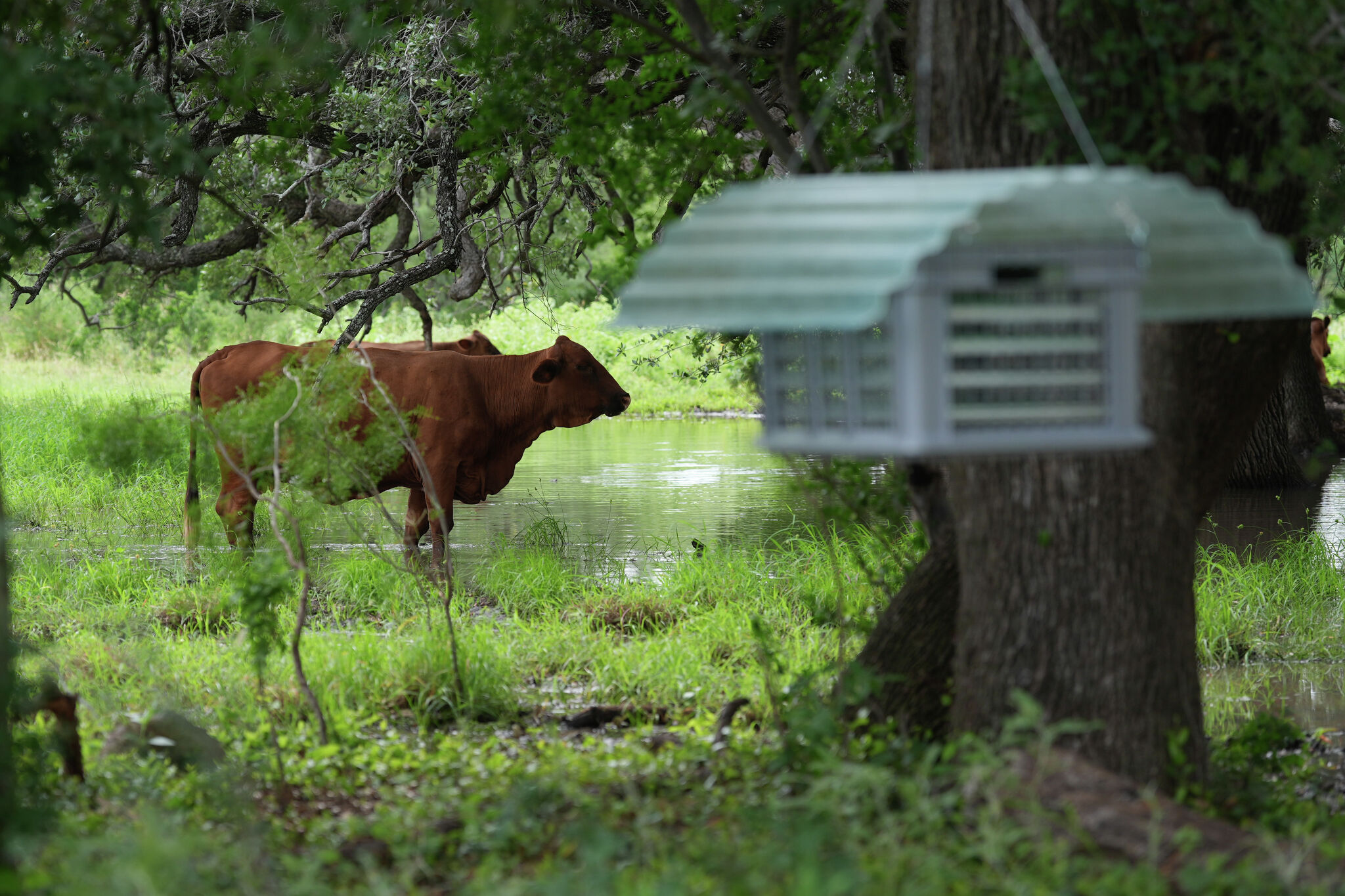 Texas farmers are worried about the economy. Will they still turn out for the GOP?
