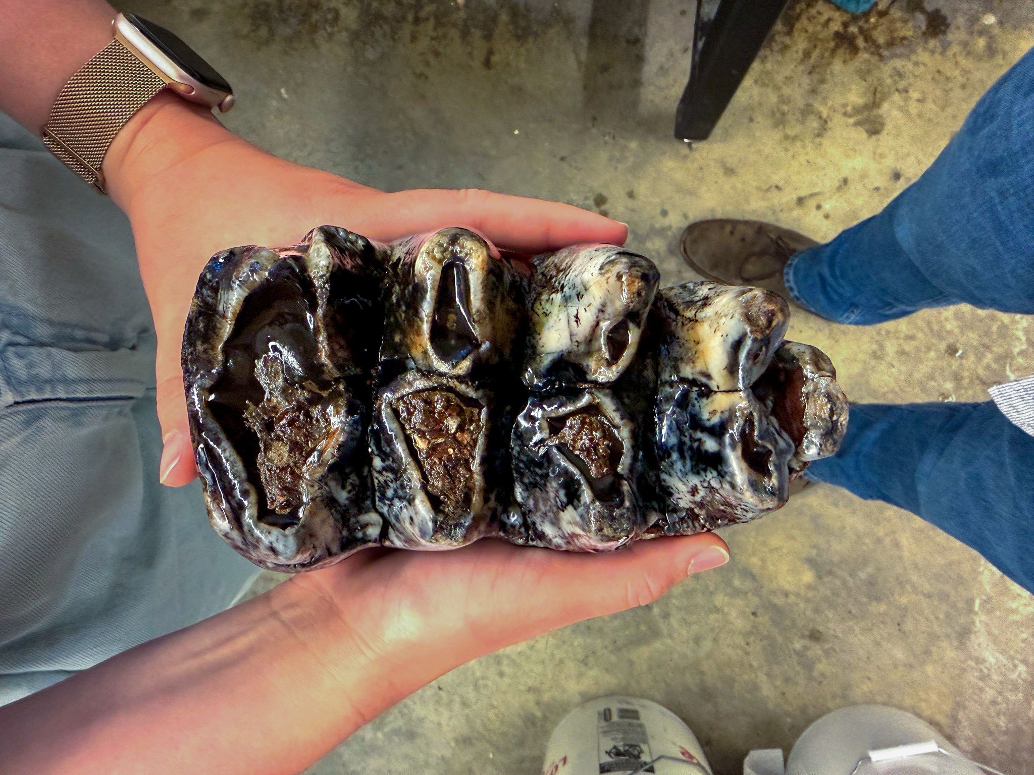 San Mateo Co.: 10,000-Year-Old Fossilized Mastodon Tooth Found In Creek Bed