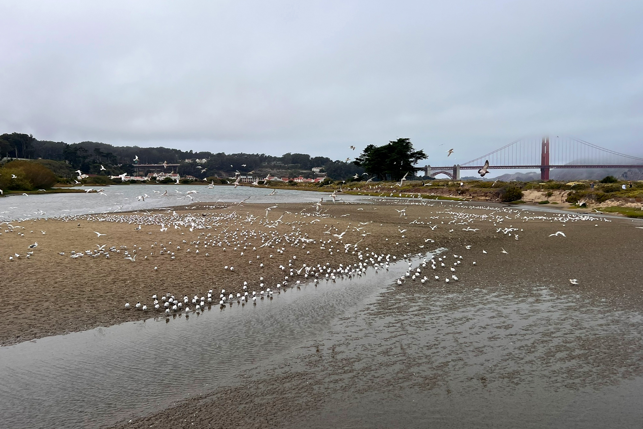 Elegant terns are suddenly all over San Francisco shores