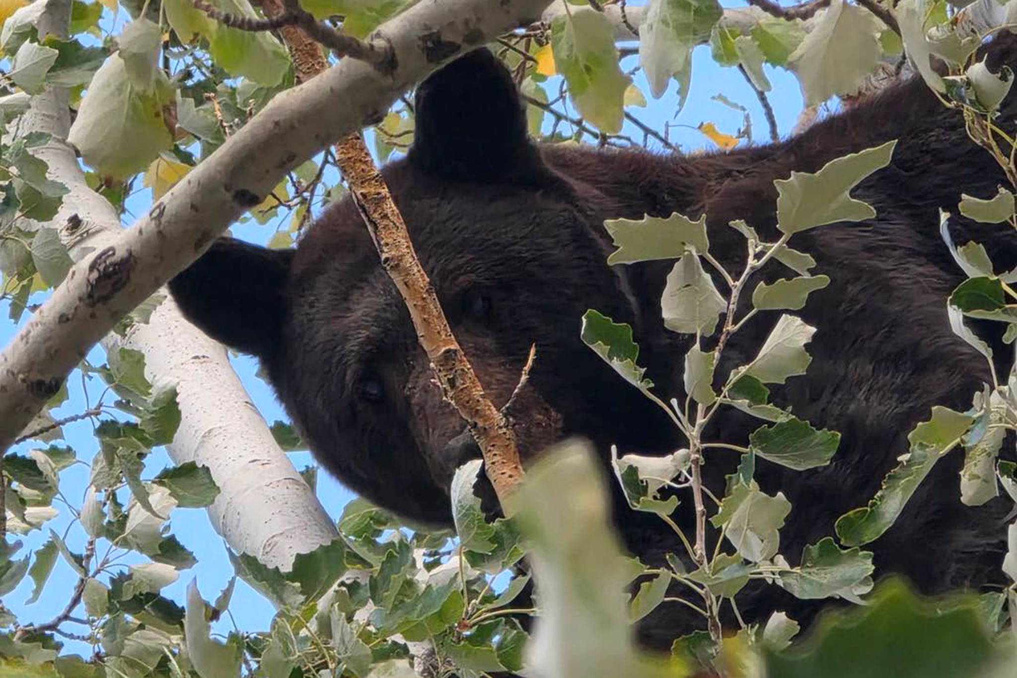 Raubtiere fallen in diese Stadt am Eingang zum Nationalpark ein