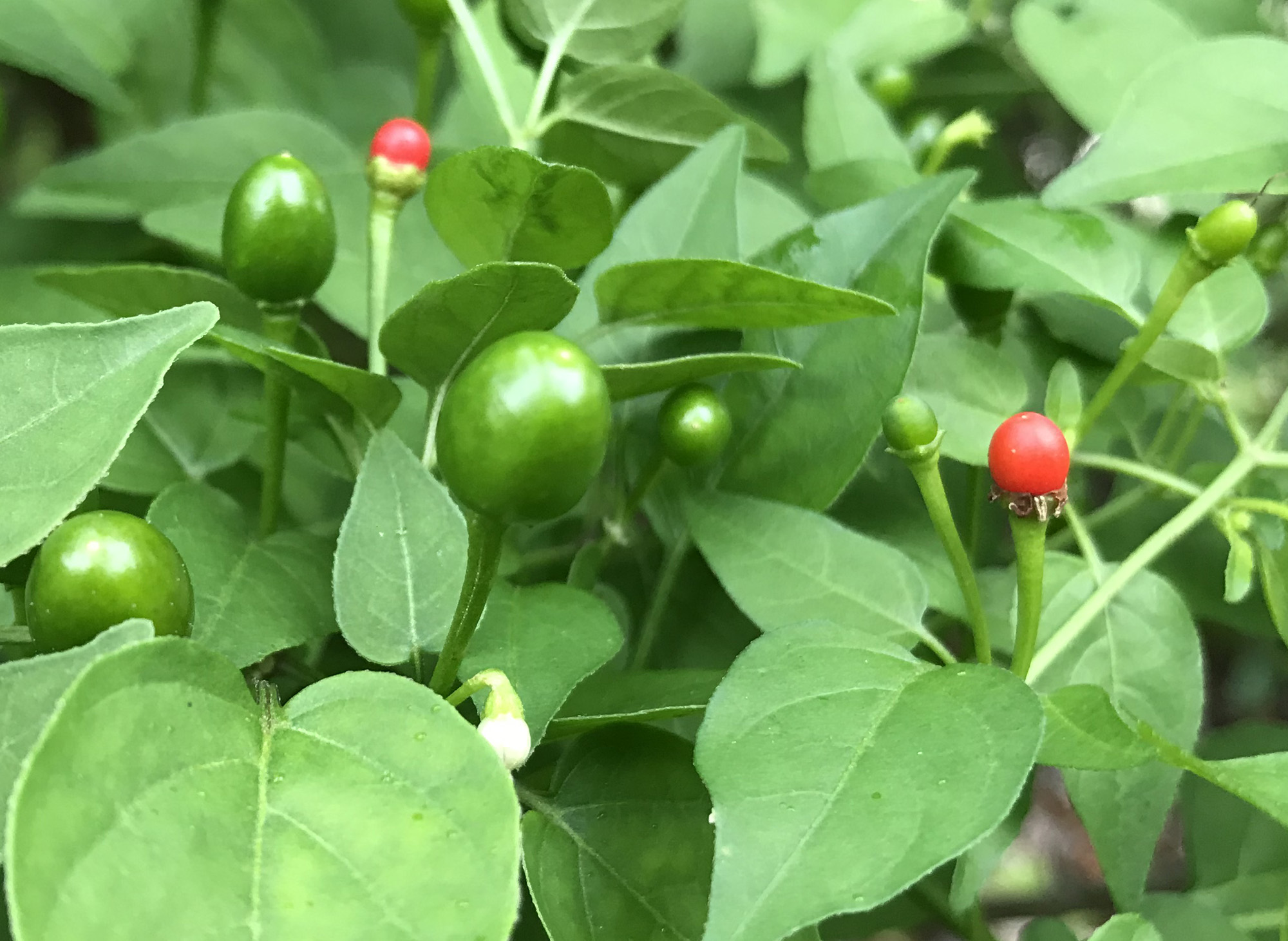 Texas winter garden: Prep beds and plant fall crops