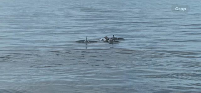 More than 20 dolphins surround boat in Long Island Sound