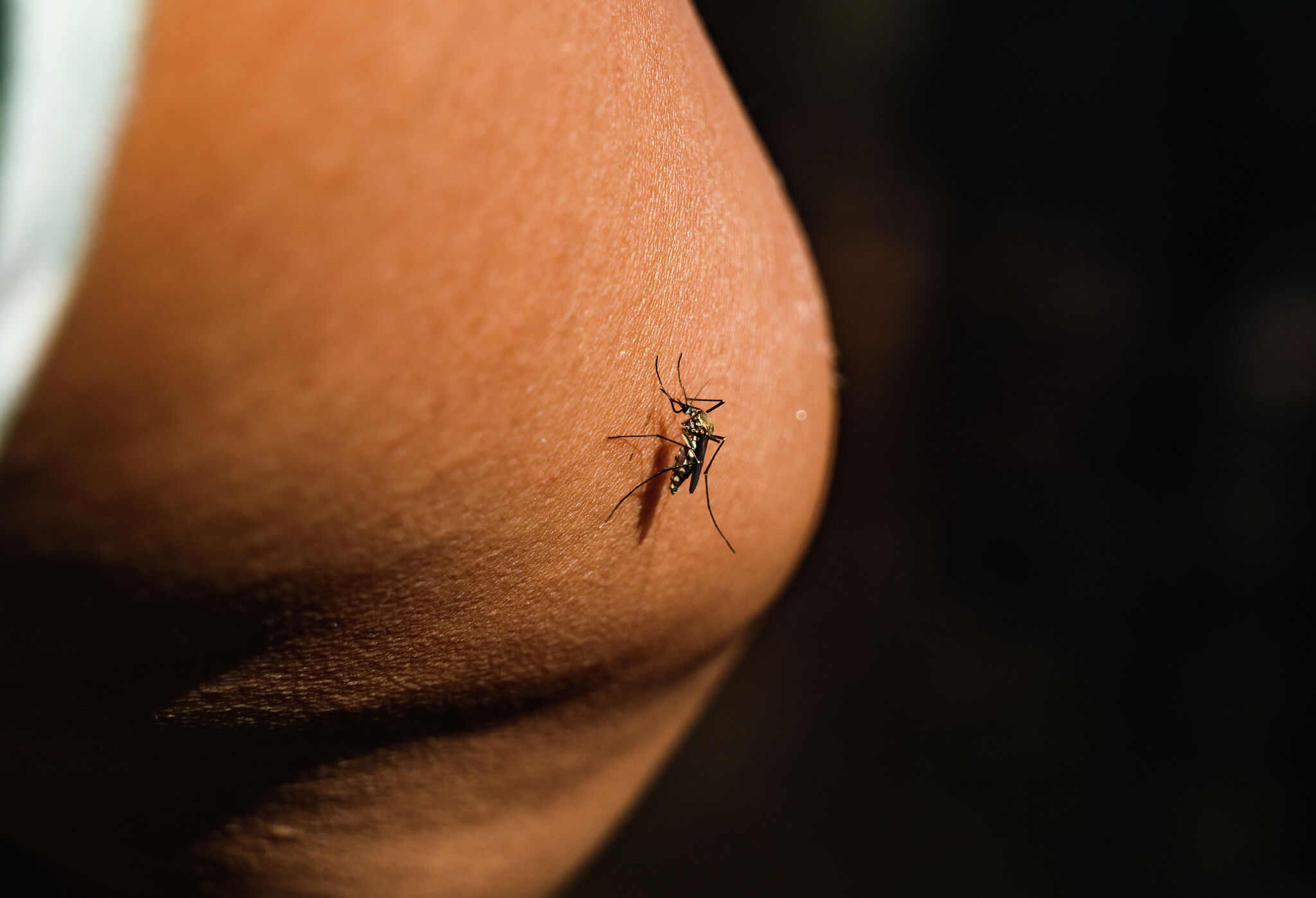 Stratford reports first human case of West Nile virus, officials say