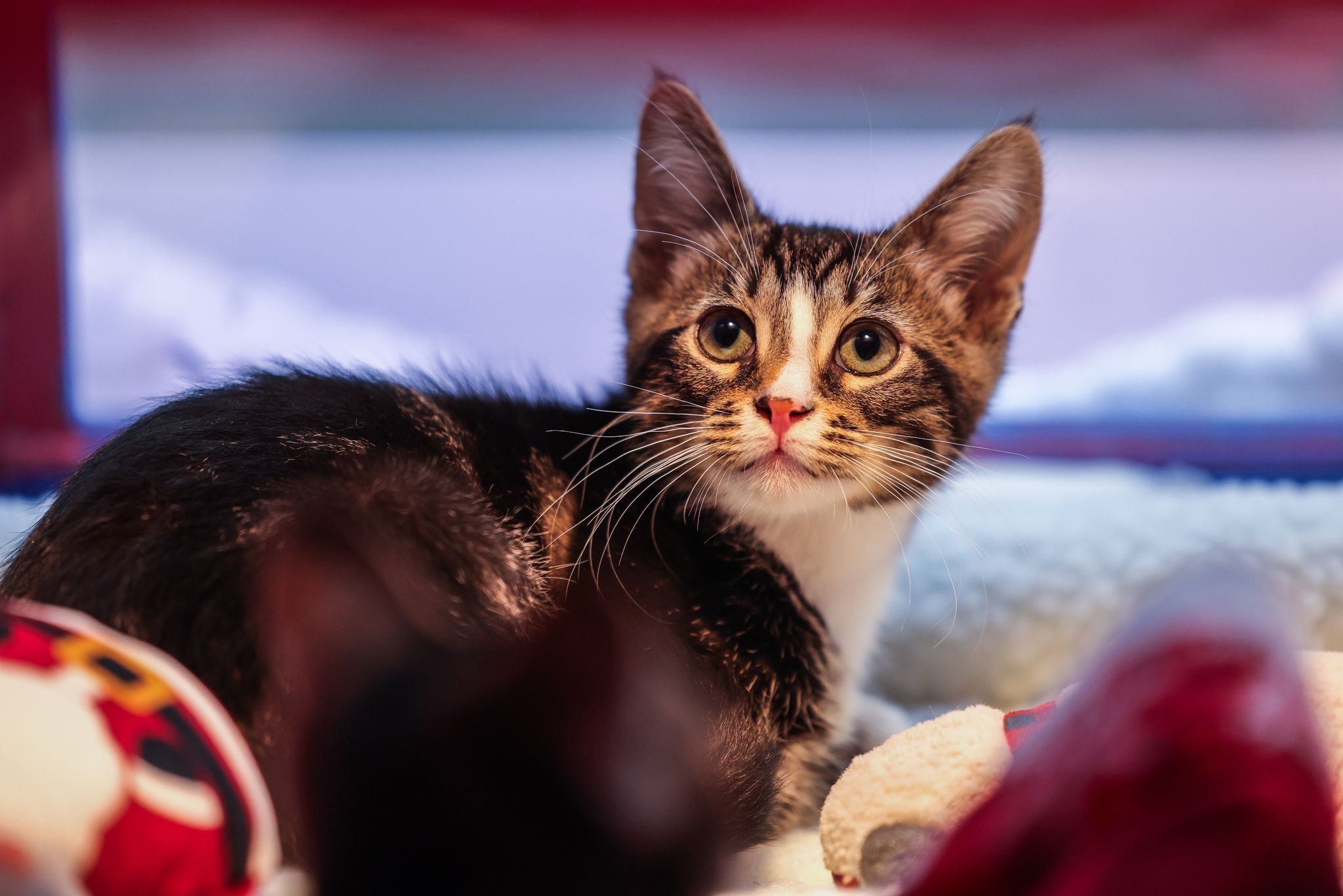 How popular is your cat’s name in San Francisco? Search the data